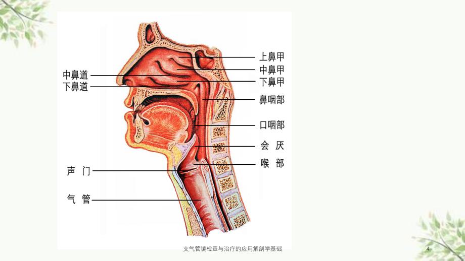 支气管镜检查与治疗的应用解剖学基础课件_第4页