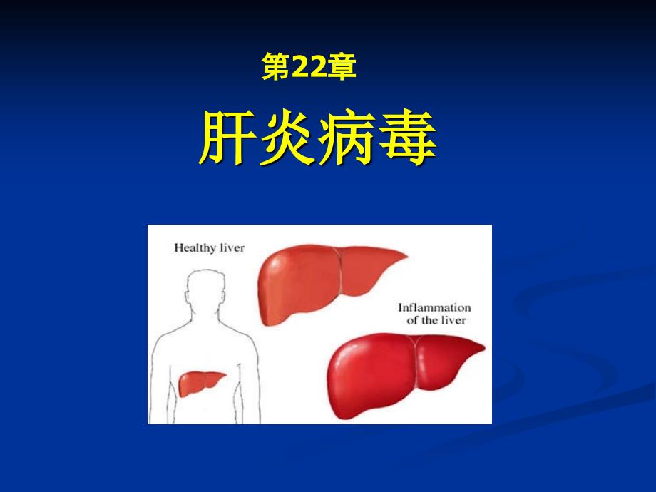 医学微生物学课件：14-肝炎病毒_第1页