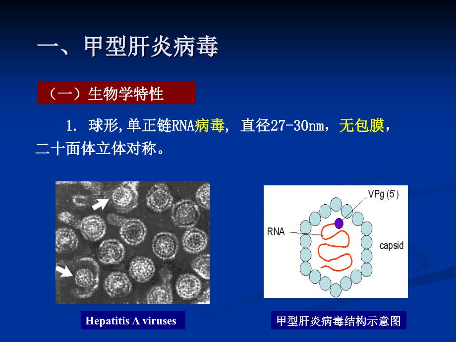 医学微生物学课件：14-肝炎病毒_第4页