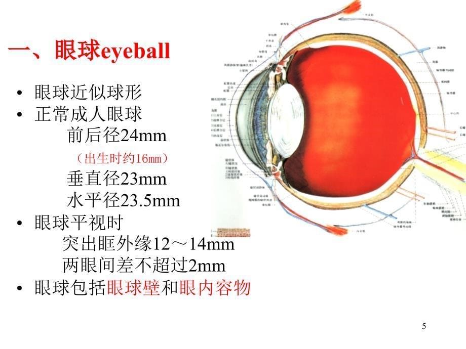 眼科学基础本科ppt课件_第5页