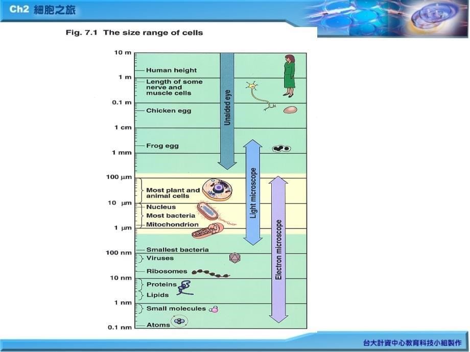 二章細胞之旅atourofthecell_第5页