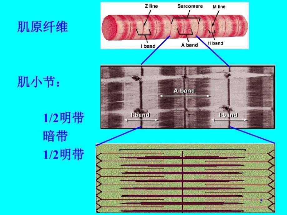 肌细胞的收缩功能ppt课件_第5页