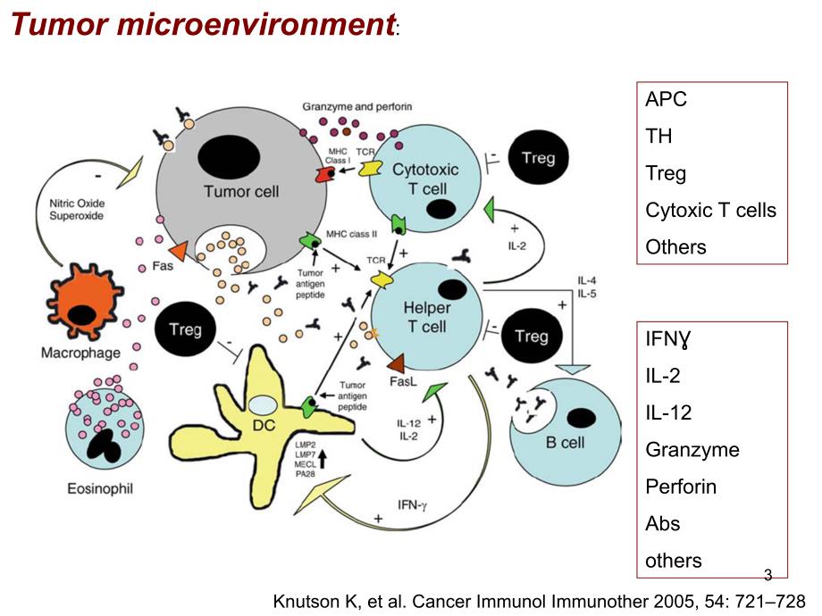 肿瘤微环境PPT参考幻灯片_第3页