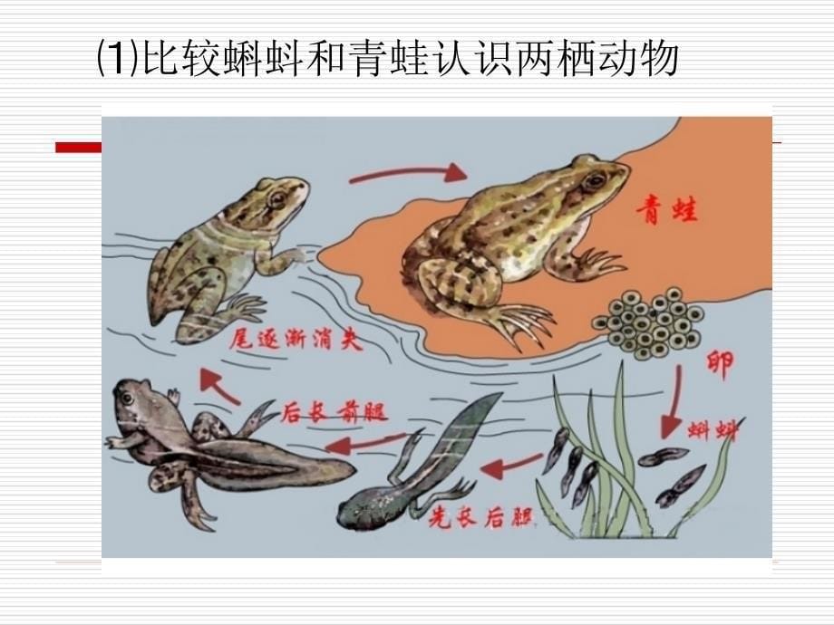 两栖动物和爬行动物课件_第5页