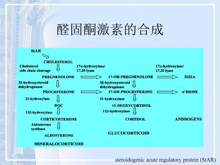 原性醛固酮增多症_第3页