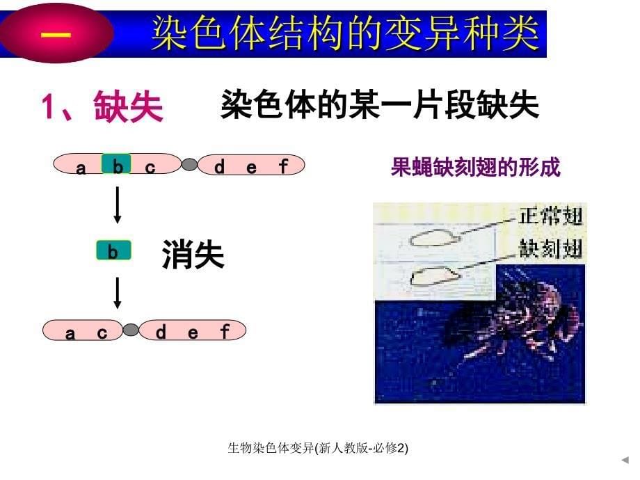 生物染色体变异新人教版必修2课件_第5页