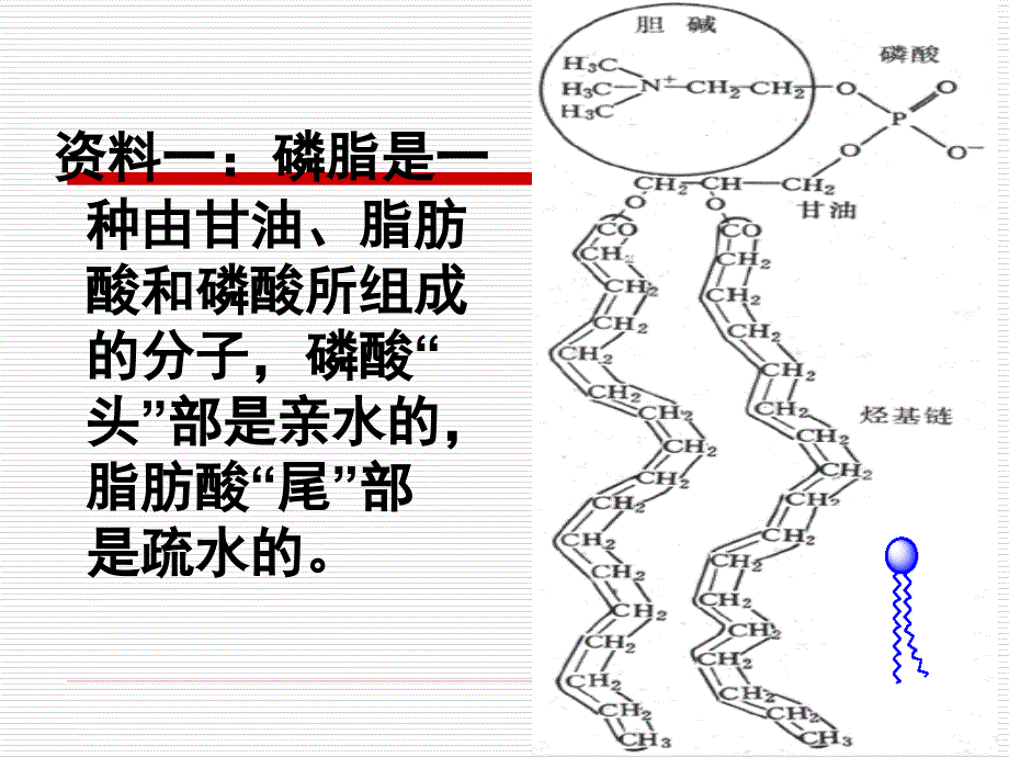 生物膜的流动镶嵌模型课件_第4页