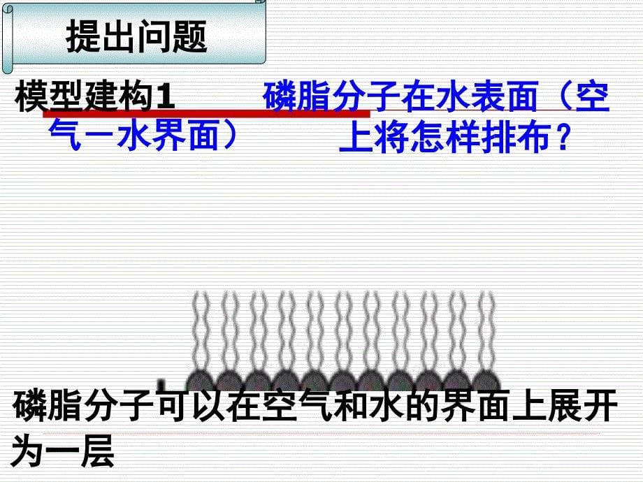 生物膜的流动镶嵌模型课件_第5页