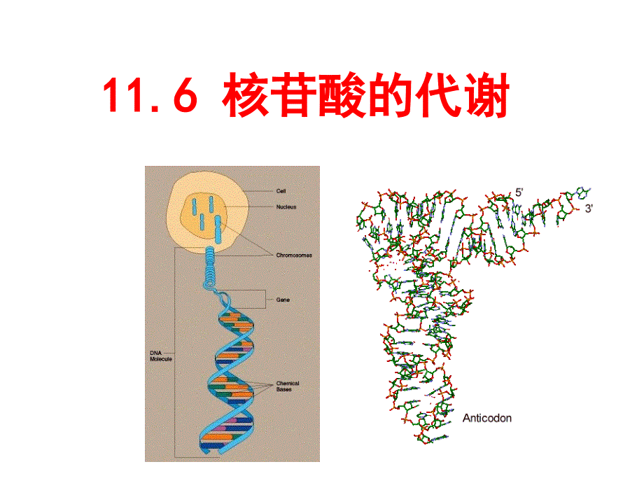 含氮小分子的代谢核苷酸_第1页