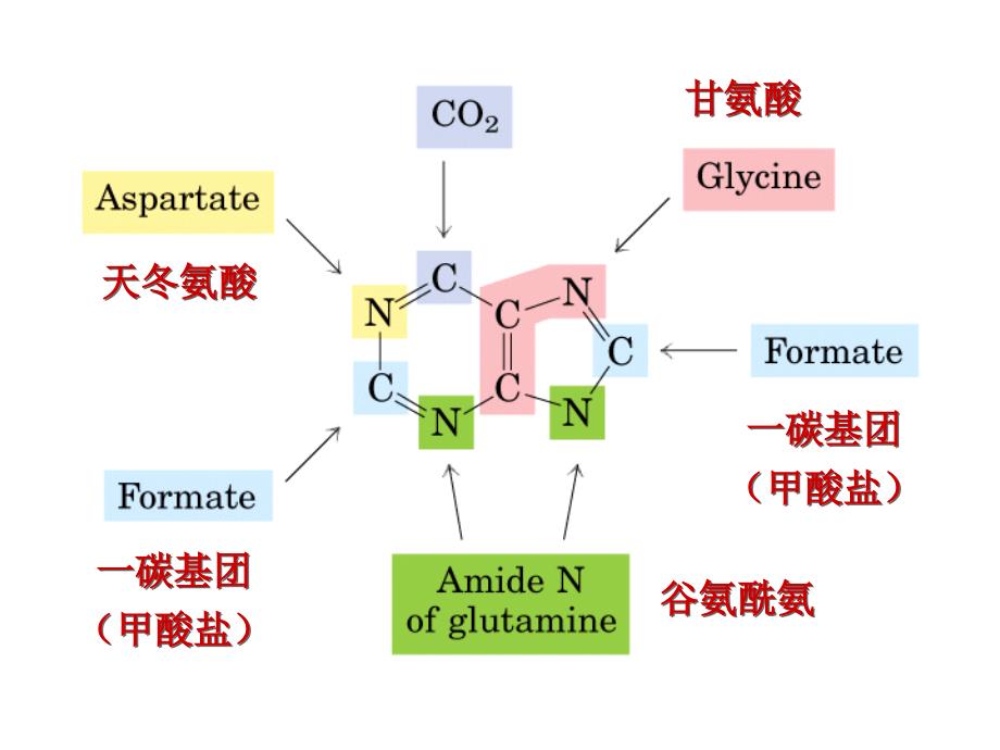 含氮小分子的代谢核苷酸_第3页