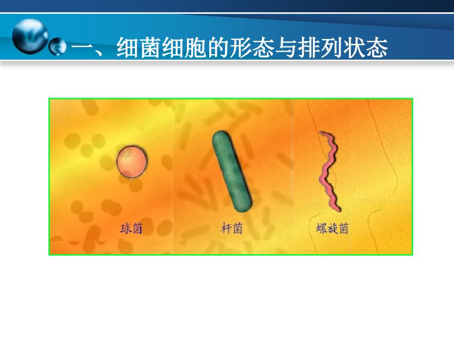 染色与细菌细胞形态-细菌基本结构与功能.课件_第2页