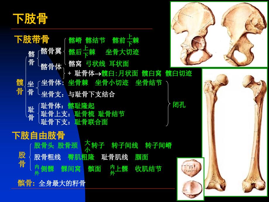 局部解剖学课件下肢_第3页