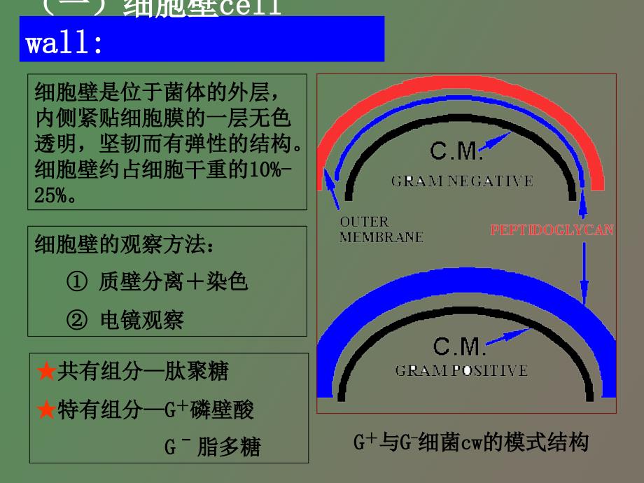 细菌细胞结构_第3页