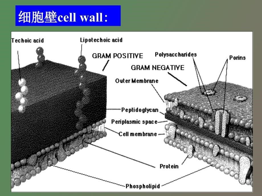 细菌细胞结构_第5页