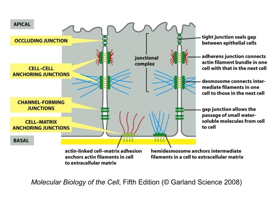 细胞生物学：第17章 细胞的社会联系_第3页