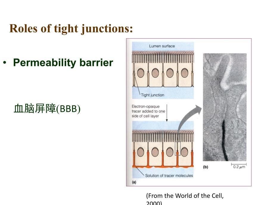 细胞生物学：第17章 细胞的社会联系_第5页