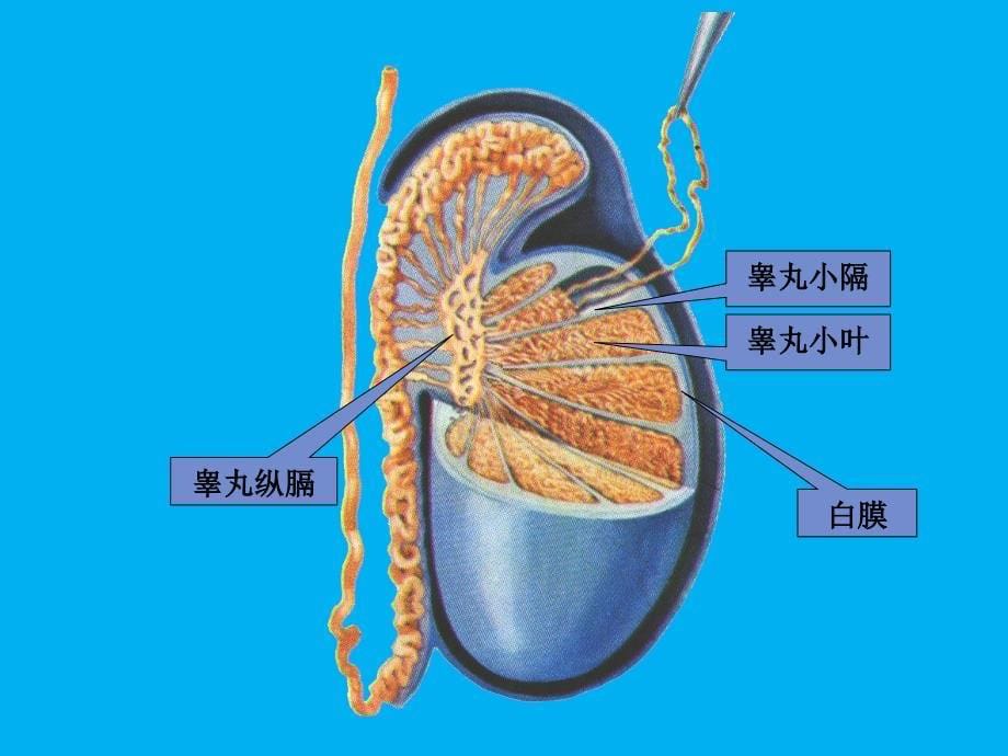 系统解剖学生殖系统腹膜_第5页