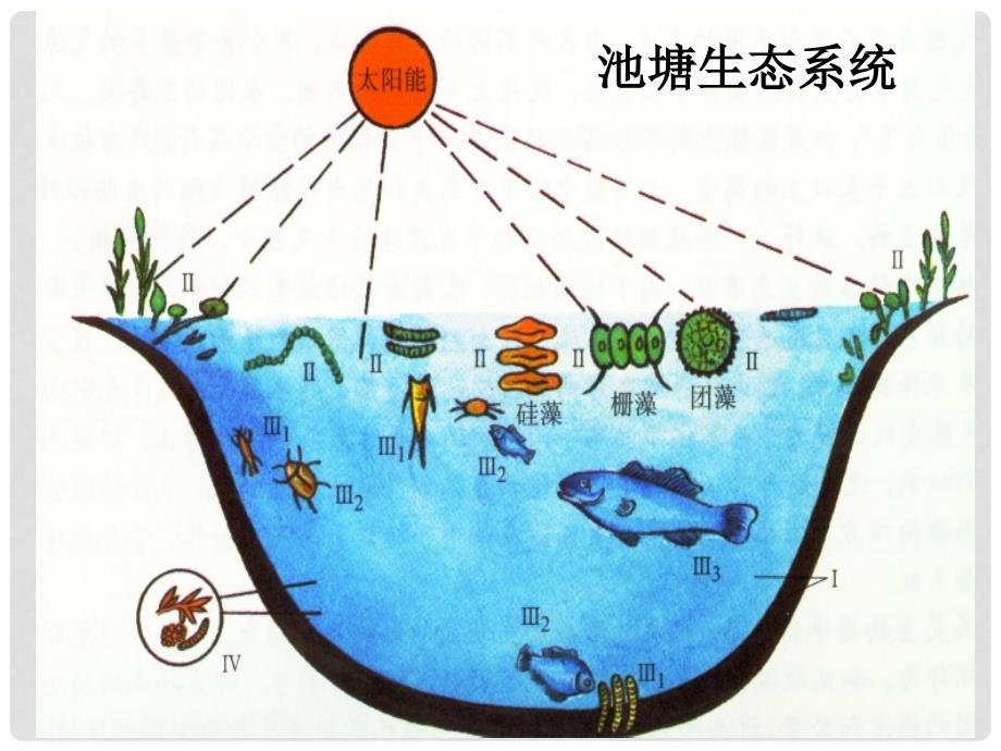 青海省湟川中学第二分校七年级生物《第四节生态系统》课件 人教新课标版_第3页