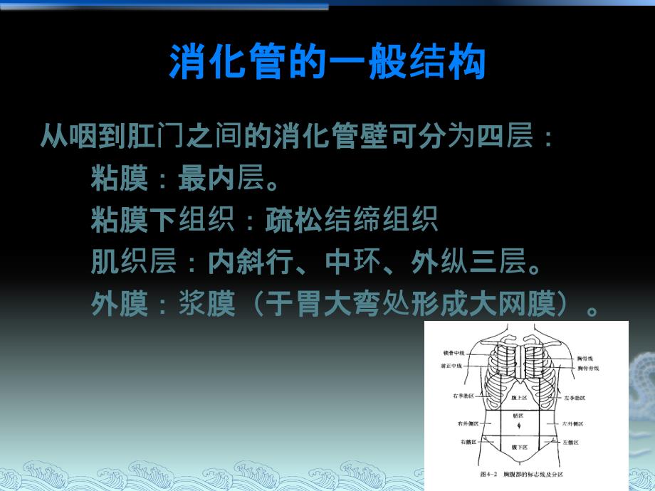 胃解剖及临床影像_第4页