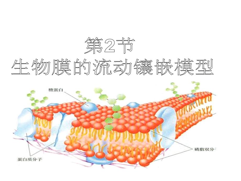 生物膜的流动镶嵌模型公开课_第3页