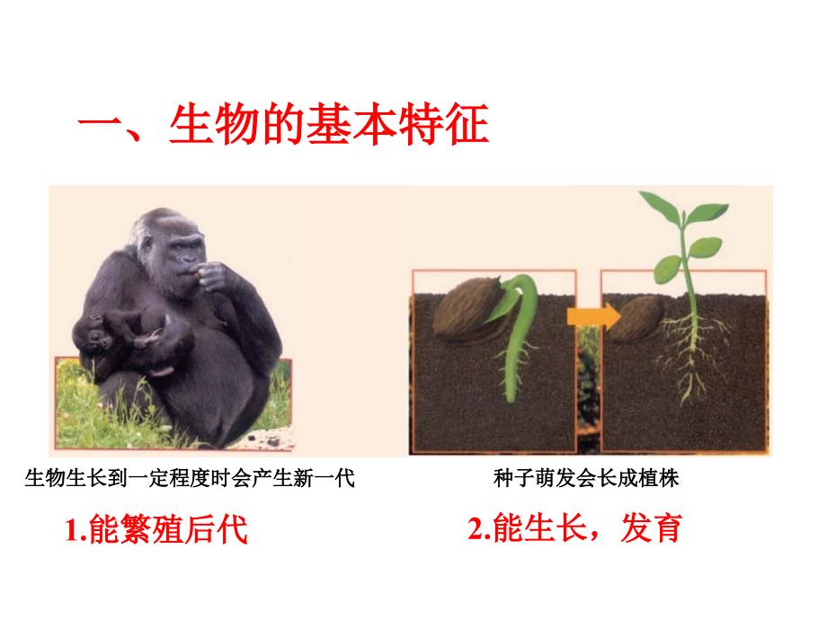 21生物与非生物_第4页