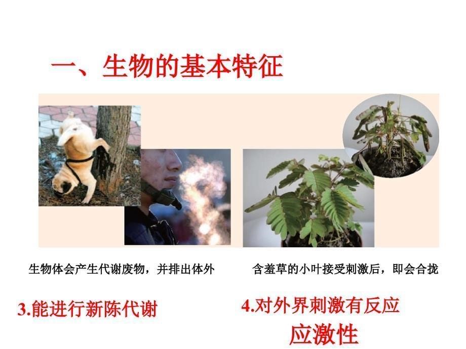 21生物与非生物_第5页