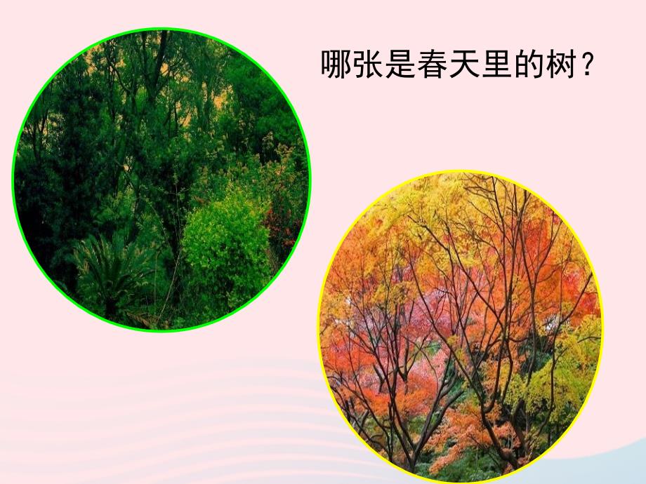 最新三年级科学上册1.6植物发生了什么变化课件1教科版教科版小学三年级上册自然科学课件_第2页