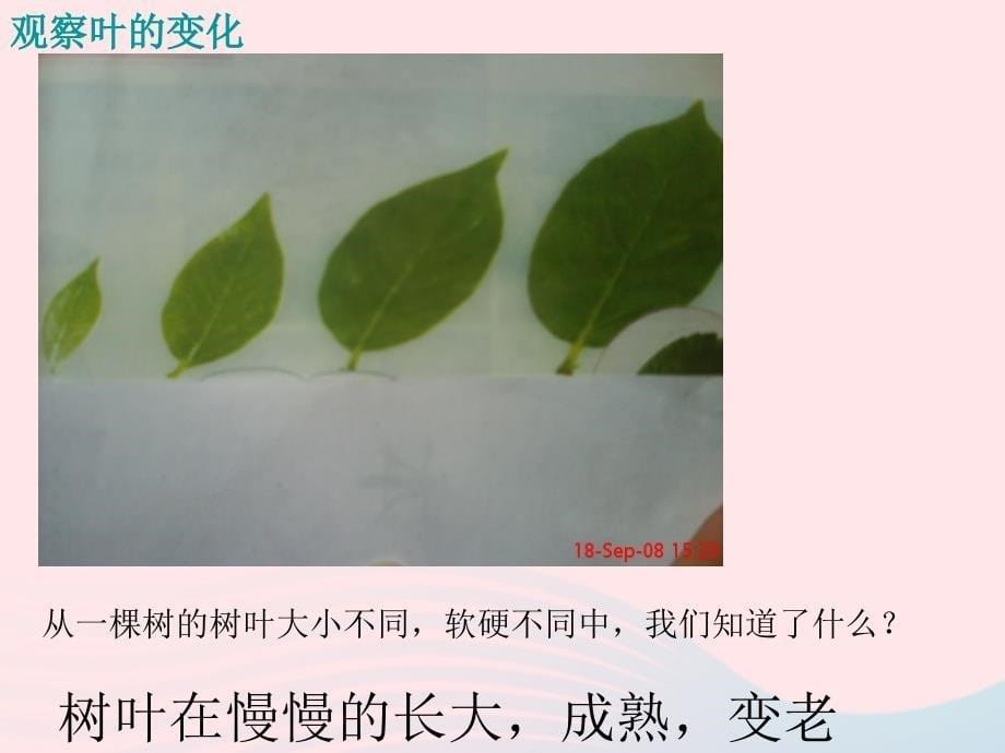 最新三年级科学上册1.6植物发生了什么变化课件1教科版教科版小学三年级上册自然科学课件_第5页