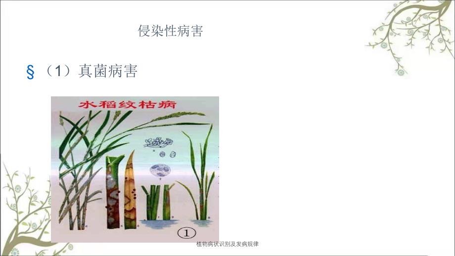 植物病状识别及发病规律_第4页