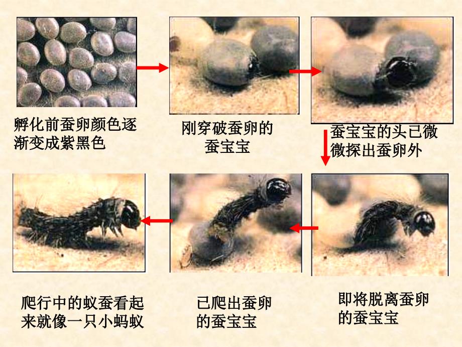 蚕卵里孵出的新生命_第4页