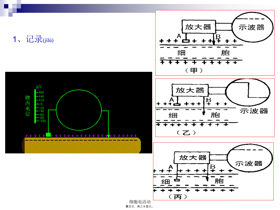 细胞电活动课件_第3页