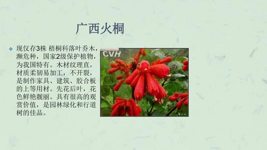 中国10株以下珍稀植物课件_第5页