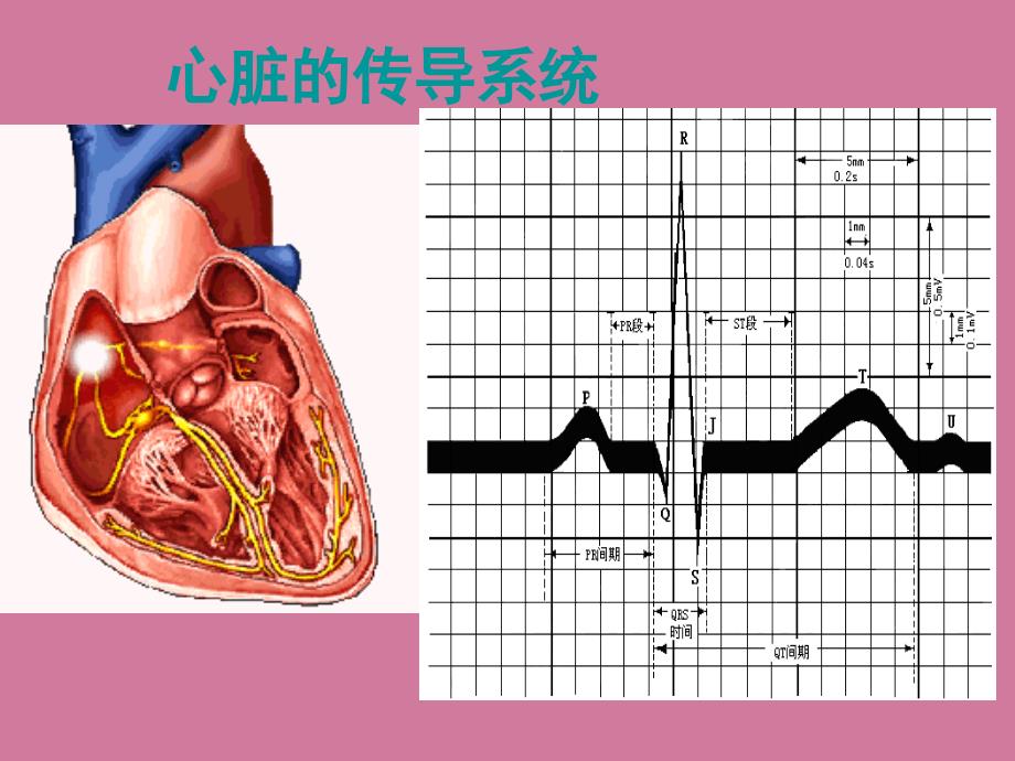 心电图ppt课件_第4页