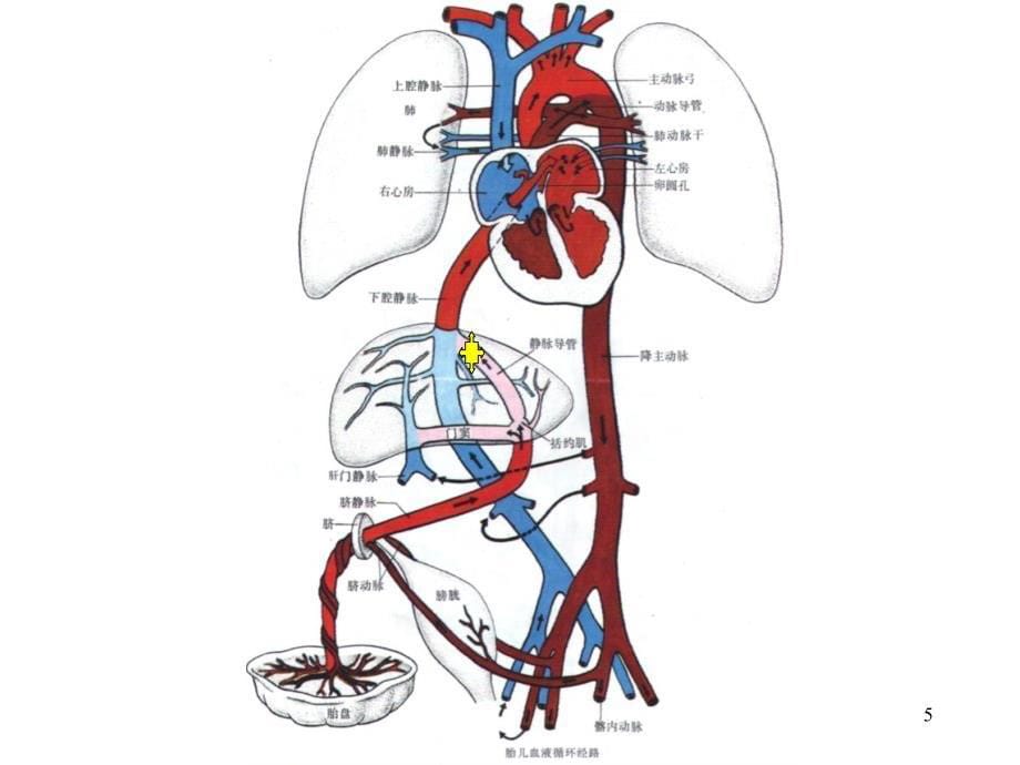胎儿循环图解PPT演示课件_第5页