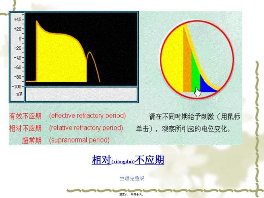 生理完整版课件_第5页