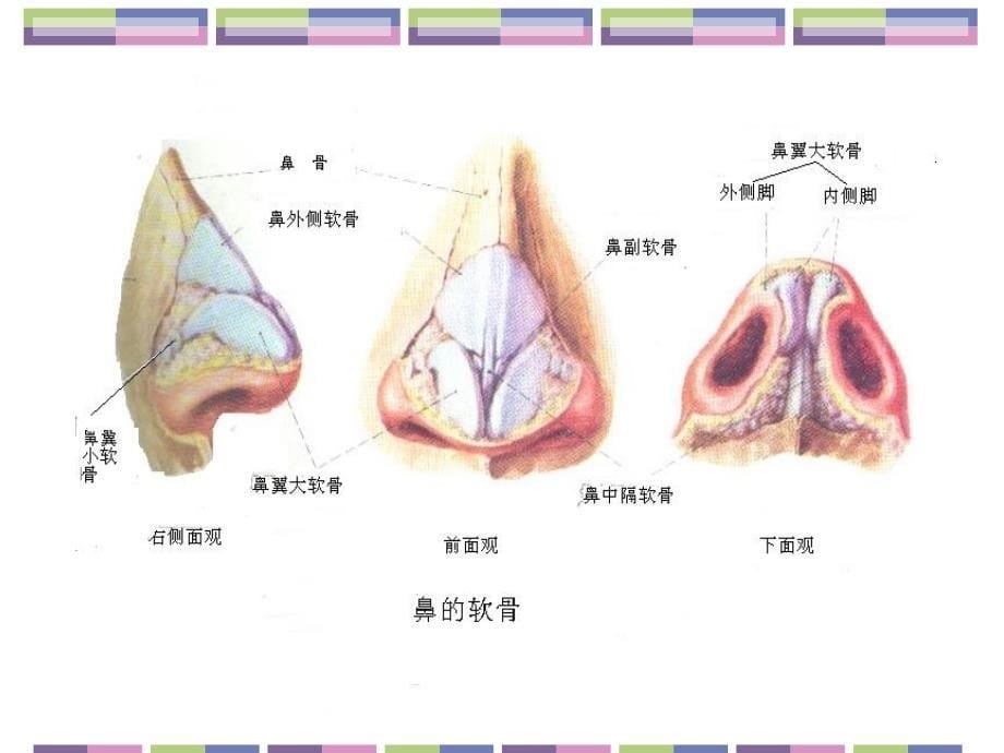 耳鼻咽喉头颈外科学02鼻的应用解剖学和生理学_第5页