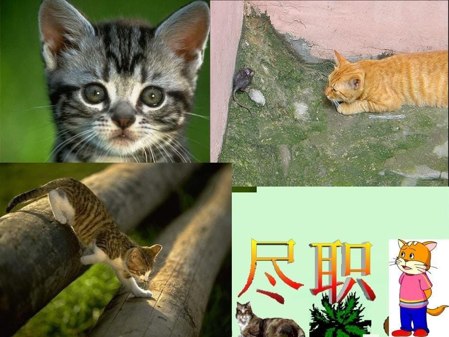 15猫课件_第5页