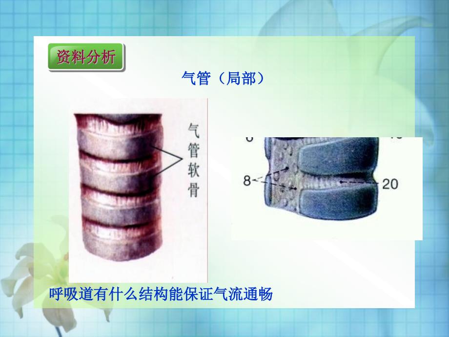 第一节呼吸道对空气的处理_第3页