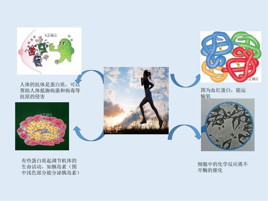 高中生物人教版必修一课件：第二章 组成细胞的分子 2.4蛋白质是生命活动的主要承担者_第5页