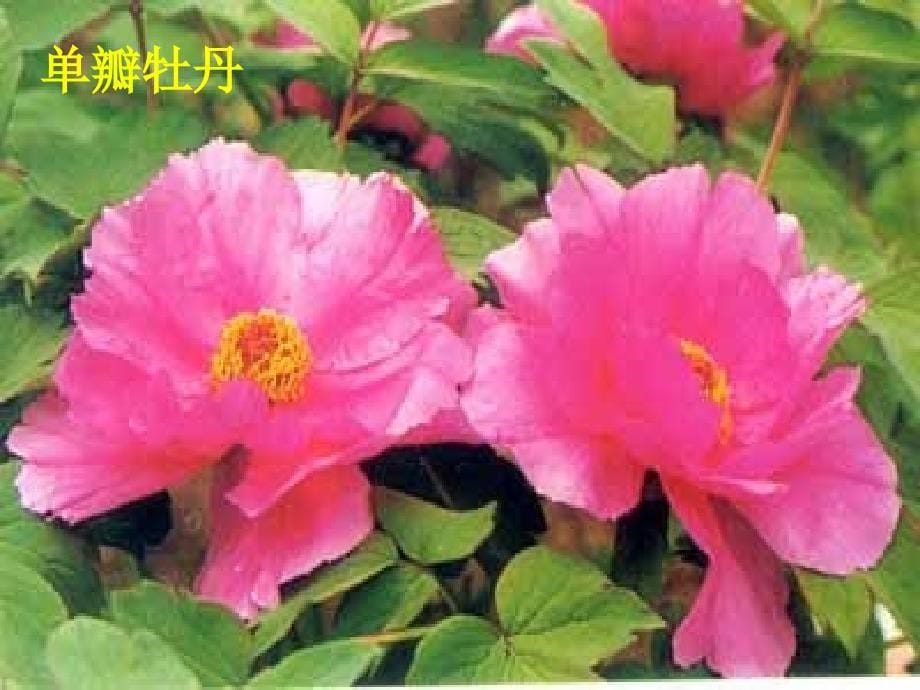 园林植物种植养护学观花花木的整形修剪技术PPT.ppt_第5页