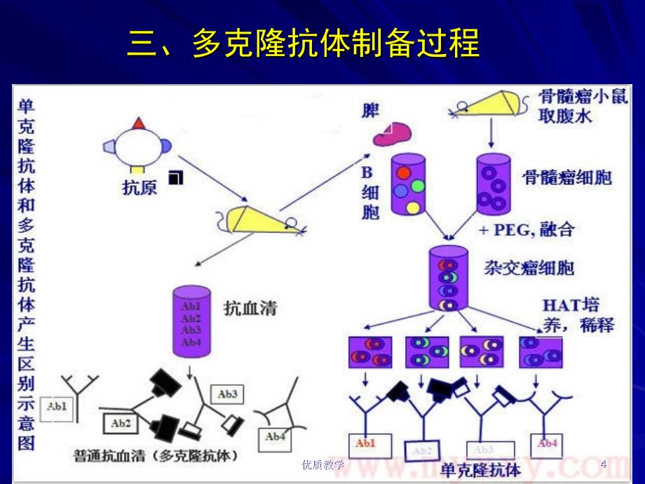 第三章人工抗体的制备【章节优讲】_第4页