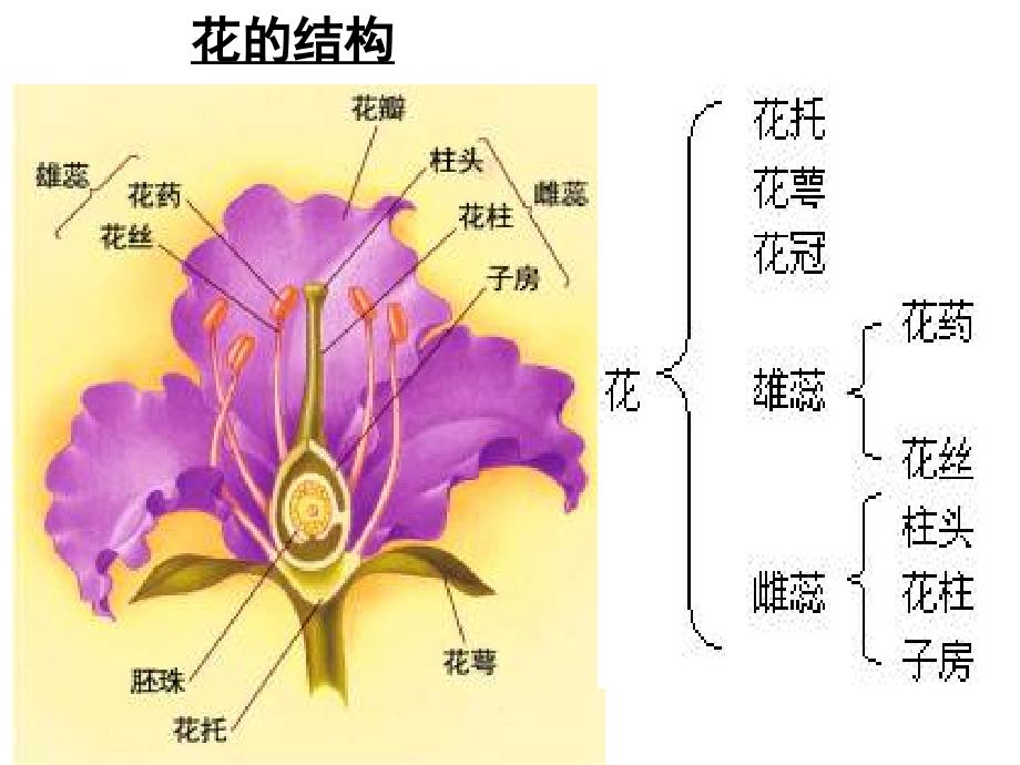 3.2月季的花药培养课件辛越权_第2页