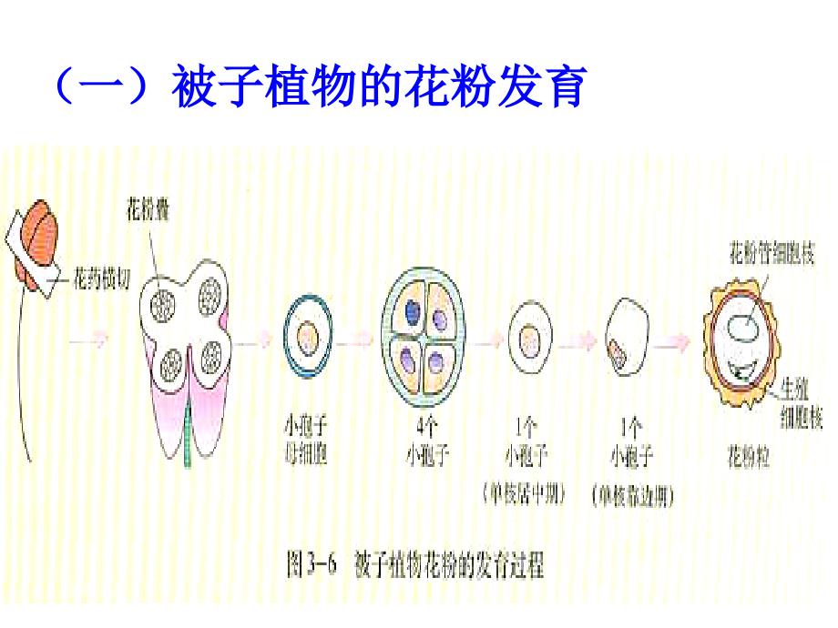 3.2月季的花药培养课件辛越权_第4页