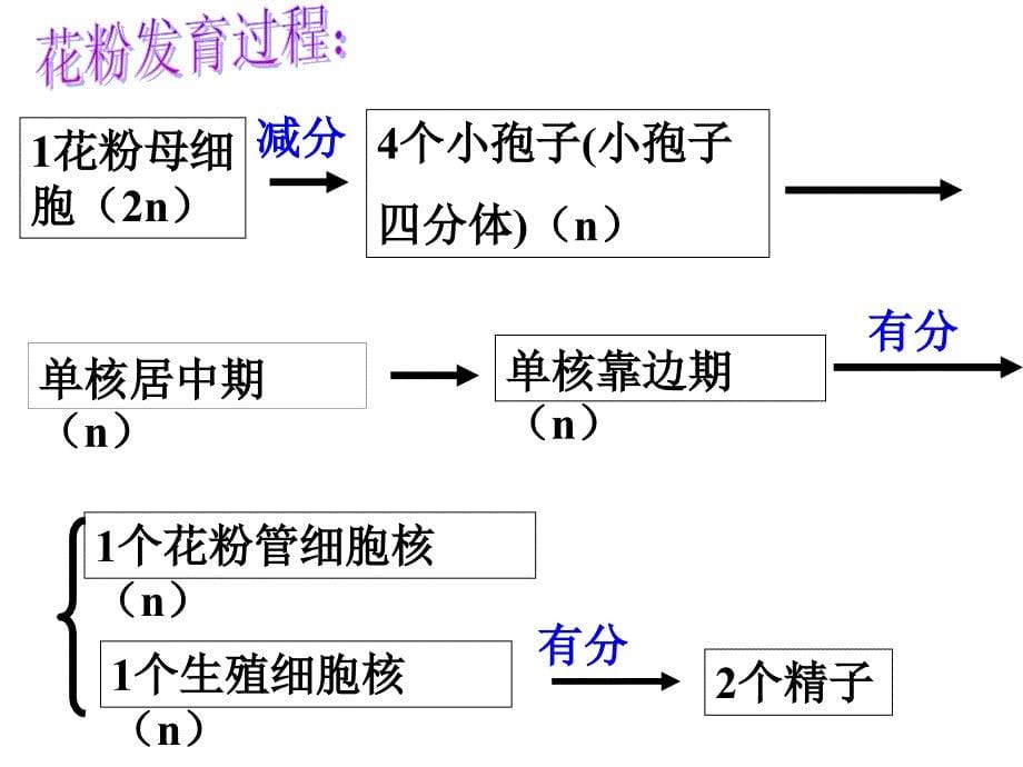 3.2月季的花药培养课件辛越权_第5页