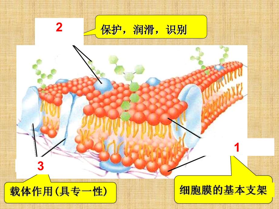 物质跨膜运输方式_第3页