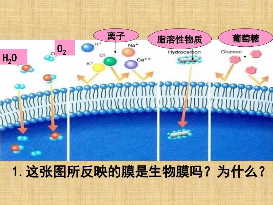 物质跨膜运输方式_第5页