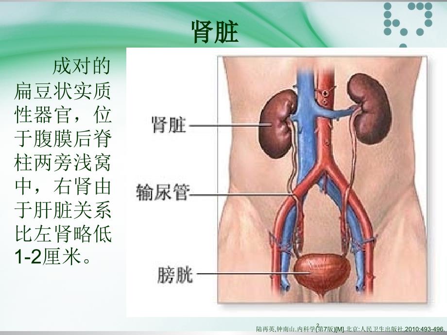 肾功能不全患者合理用药与监护_第2页