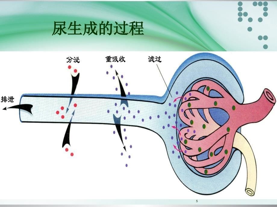 肾功能不全患者合理用药与监护_第5页