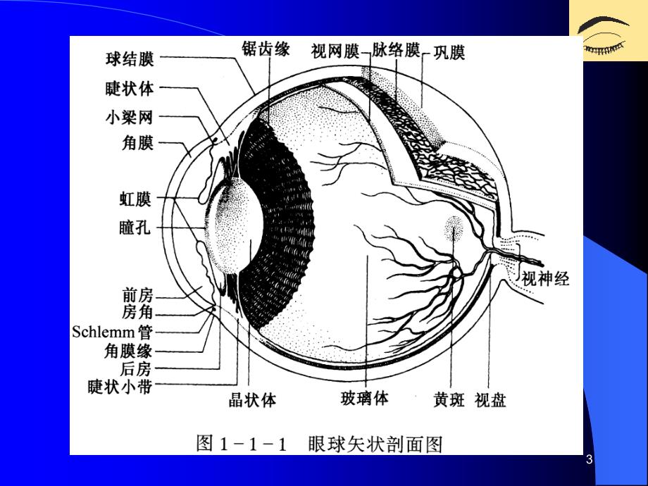 眼科学基础PPT课件_第3页