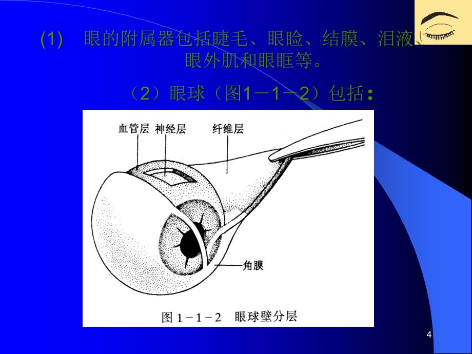 眼科学基础PPT课件_第4页